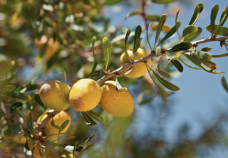 Früchte des Arganbaums in Marokko – Ursprung des Arganöls, auch bekannt als flüssiges Gold Marokkos